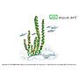 Aqua Art Rotala sp. "Pearl"