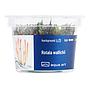 Aqua Art Rotala wallichii in Vitro Cup