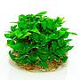 Aqua Art Staurogyne repens in Vitro Cup