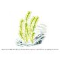 Aqua Art Rotala sp. "Nanjenshan" in Vitro Cup