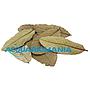 Ziss Aqua Guave Guava in Foglie 6-10cm circa 15pz