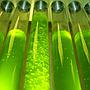 Planctontech SpiruleX PUR Fitoplancton Vivo con Spirulina Super Forte e aminoacidi in bottiglietta 5000ml