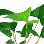 Tropica Anubias Gracilis in vasetto
