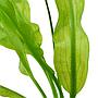 Tropica Aponogeton Ulvaceus bulbo
