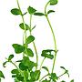 Tropica Bacopa Australis in vasetto