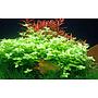 Tropica Bacopa Australis in vasetto