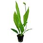 Tropica Echinodorus Bleheri "Paniculatus" in vasetto