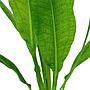 Tropica Echinodorus Bleheri "Paniculatus" in vasetto