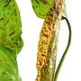 Tropica Echinodorus ’Ozelot’ green in vasetto