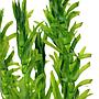 Tropica Egeria Densa in mazzetto
