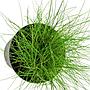Tropica Eleocharis "Parvula" in vasetto