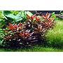 Tropica Ludwigia Glandulosa in vasetto
