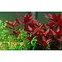 Tropica Ludwigia Repens "Rubin" in vasetto