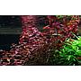 Tropica Ludwigia Sp. in vasetto
