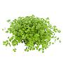 Tropica Micranthemum Umbrosum in vasetto