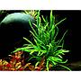 Tropica Microsorum Pteropus "'Trident" in vasetto