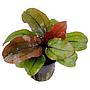 Tropica Single Package Echinodorus Reni vasetto