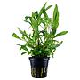 Tropica Single Package Hygrophila Siamensis 53B vasetto