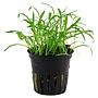 Tropica Single Package Lilaeopsis Brasiliensis vasetto