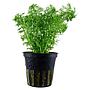 Tropica Single Package Limnophila Sessiliflora vasetto