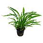 Tropica Single Package Microsorium Pteropus narrow vasetto