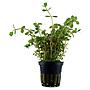 Tropica Single Package Rotala Rotundifolia vasetto