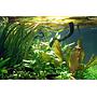 Tropica Vallisneria Gigantea in vasetto