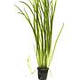 Tropica Vallisneria Spiralis "Tiger" in vasetto