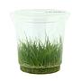 Ada Bio Mizukusa No Mori Eleocharis acicularis in Vitro Cup