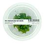 Ada Bio Mizukusa No Mori Staurogyne repens in Vitro Cup (8Ø-10H)