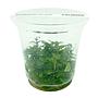 Ada Bio Mizukusa No Mori Staurogyne repens in Vitro Cup (8Ø-10H)