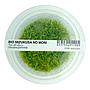 Ada Bio Mizukusa No Mori Utricularia graminifolia in Vitro Cup (8Ø-5H)