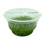 Ada Bio Mizukusa No Mori Utricularia graminifolia in Vitro Cup (8Ø-5H)