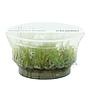 Ada Bio Mizukusa No Mori Vesicularia montagnei in Vitro Cup (8Ø-10H)