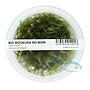 Ada Bio Mizukusa No Mori Vesicularia montagnei in Vitro Cup (8Ø-10H)