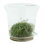 Ada Bio Mizukusa No Mori Proserpinacea palustris in Vitro Cup (7,5Ø-4H)