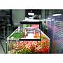 Chihiros WRGB 30 II Pro Plafoniera Led per Acqua dolce Nero 37W da 30 a 45cm