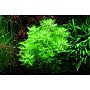 Tropica 1•2•Grow! Hottonia palustris galleggiante in Vitro Cup
