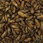 Nutrinsect Grilli Medi Essiccati per Pesci Tropicali 3g