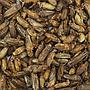 Nutrinsect Grilli Grandi Essiccati per Pesci Tropicali 3g