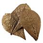 Hobby Catappa Leaves XL Foglie di mandorlo indiano 12pz