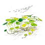 Aqua Art Hydrocotyle sp. "Japan" in Cup Vitro