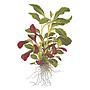 Tropica Single Package Anubias Barteri Caladiifolia