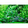 Tropica Single Package Anubias Barteri Caladiifolia