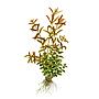 Tropica Single Package Rotala rotundifolia