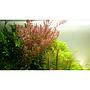 Tropica Single Package Rotala rotundifolia