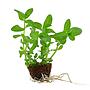 Tropica Single Package Limnophila sessiliflora