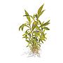 Tropica Single Package Mini Hygrophila Siamensis 53B