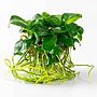 Tropica 1•2•Grow! Anubias var. nana