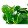 Tropica 1•2•Grow! Anubias var. nana
